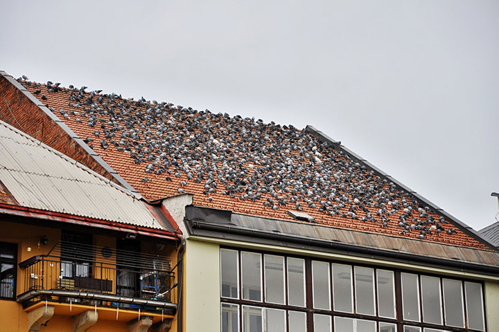 A2B Pest Control are able to install spikes to deter birds from roofs in Brent. 