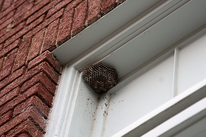We provide a wasp nest removal service for domestic and commercial properties in Brent.